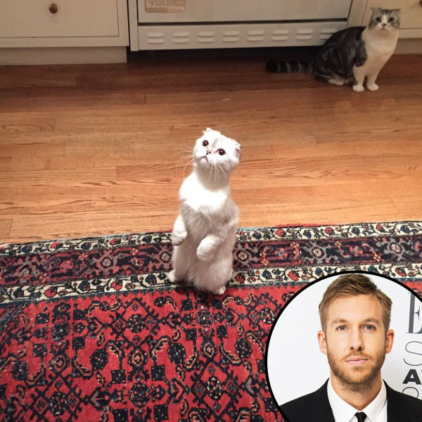 Calvin Harris Has A Moment With Taylor Swift S Cats Parties With Her Posse Of Gal Pals See The Pics E Online